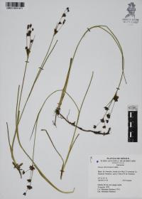 Juncus ebracteatus image
